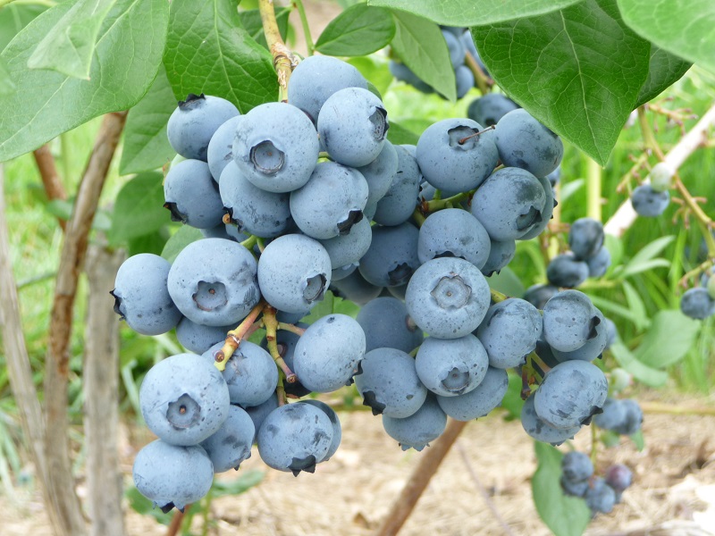 blueberries